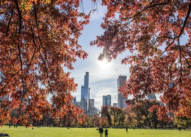 Environmental Impact